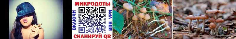 Псилоцибиновые грибы Psilocybe hydra ссылка Нарткала